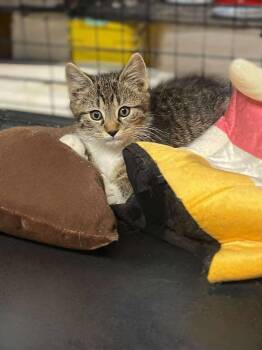 Rescue Domestic Short Hair Cats for Adoption in West Lawn, Pennsylvania - Foxy | PetCurious