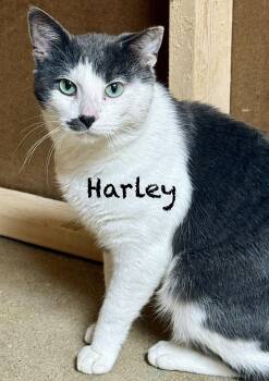 Rescue Domestic Short Hair Cats for Adoption in Frewsburg, New York - Harley | PetCurious