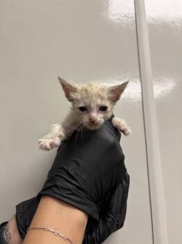MINNIE -  Siamese Cat for Adoption in Ontario, California - MINNIE | PetCurious