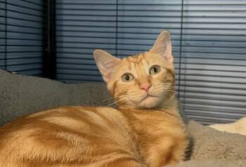 Mufasa -  Domestic Short Hair Cat for Adoption in Dale City, Virginia - Mufasa | PetCurious