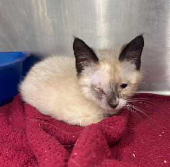 Domestic Short Hair Cats Available for Adoption in Danielsville, Georgia - Moon | PetCurious