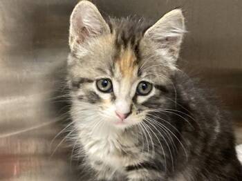 MONA LISA -  Domestic Short Hair Cat for Adoption in Tustin, California - MONA LISA | PetCurious