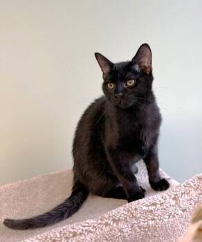 Arroz -  Domestic Short Hair Cat for Adoption in Lombard, Illinois - Arroz | PetCurious