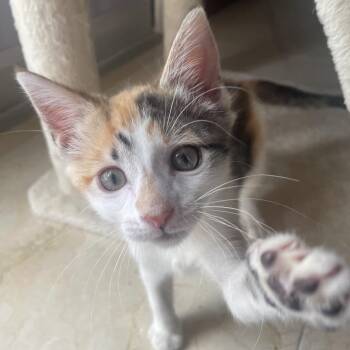 Latte -  Domestic Short Hair Cat for Adoption in South Miami, Florida - Latte | PetCurious