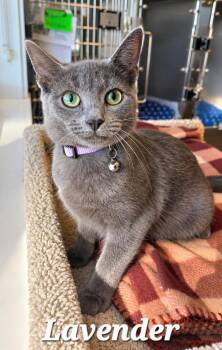 Lavender -  Domestic Short Hair Cat for Adoption in Sidney, Ohio - Lavender | PetCurious