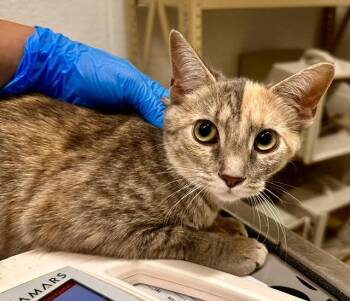 DUSTY -  Domestic Short Hair Cat for Adoption in Derwood, Maryland - DUSTY | PetCurious