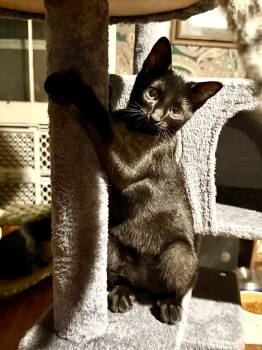 Wednesday -  Domestic Short Hair Cat for Adoption in Martinsville, Indiana - Wednesday | PetCurious