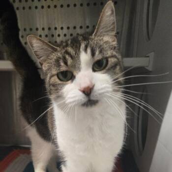 Elara -  Domestic Short Hair Cat for Adoption in Dearborn, Michigan - Elara | PetCurious