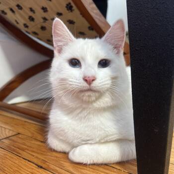 Rescue Domestic Medium Hair Cats for Adoption in Roanoke, Virginia - Lapis | PetCurious