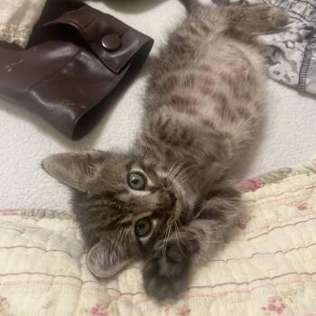 Rescue Domestic Short Hair Cats for Adoption in Bentonville, Arkansas - Leon | PetCurious