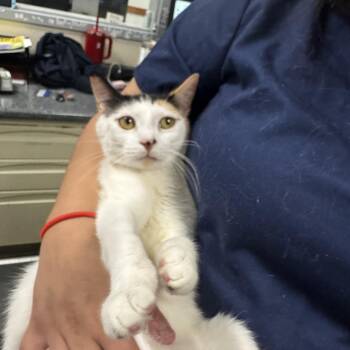 Rescue Domestic Short Hair Cats for Adoption in Medford Lakes, New Jersey - Twister | PetCurious