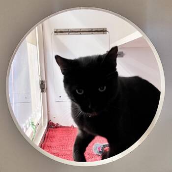 Squeaks -  Domestic Short Hair Cat for Adoption in Charleston, West Virginia - Squeaks | PetCurious