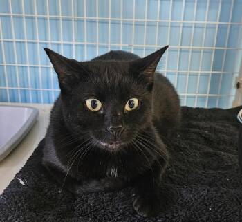 Cataleya -  Domestic Medium Hair Cat for Adoption in Claremont, New Hampshire - Cataleya | PetCurious