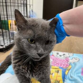 Domestic Short Hair Cats Available for Adoption in Lyndhurst, Virginia - SVAS-Stray-38715 | PetCurious