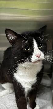 Rescue Domestic Short Hair Cats for Adoption in Spartanburg, South Carolina - Timmy | PetCurious