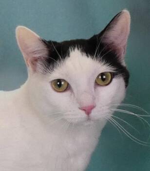 JIJI -  Domestic Short Hair Cat for Adoption in Pasadena, California - JIJI | PetCurious