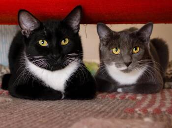Domestic Short Hair Cats Available for Adoption - Junior And Granite | PetCurious