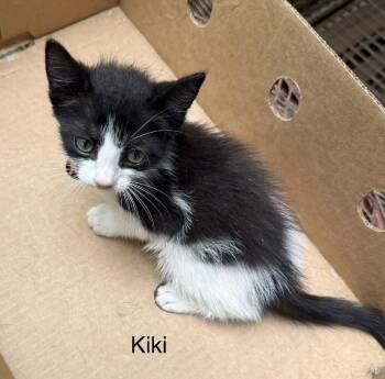 Kiki -  Domestic Short Hair Cat for Adoption in Safety Harbor, Florida - Kiki | PetCurious