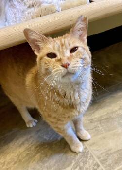 Domestic Short Hair and Tabby Cats Available for Adoption in Fargo, North Dakota - Bittie | PetCurious
