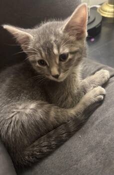 Eliza -  Tabby and Domestic Short Hair Cat for Adoption in Lombard, Illinois - Eliza | PetCurious