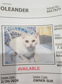 Domestic Short Hair Cats Available for Adoption - Oleander | PetCurious