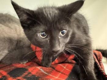 RAY -  Domestic Short Hair Cat for Adoption in Peoria, Illinois - RAY | PetCurious