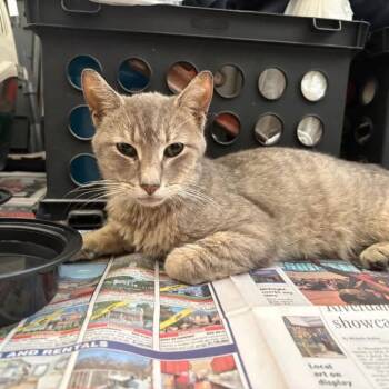 Chai -  Domestic Short Hair Cat for Adoption in New York, New York - Chai | PetCurious