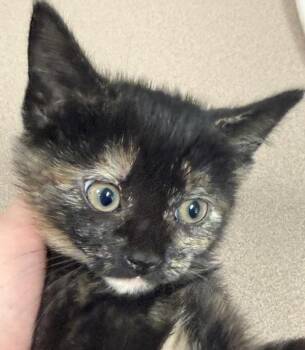 Mona Lisa -  Domestic Short Hair Cat for Adoption in Salisbury, Maryland - Mona Lisa | PetCurious