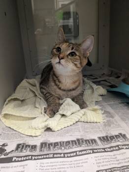 Rescue Domestic Short Hair Cats for Adoption in Louisburg, North Carolina - Jasmine | PetCurious