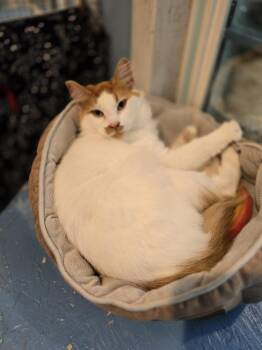 Cheddar -  Domestic Medium Hair Cat for Adoption in Vancouver, Washington - Cheddar | PetCurious
