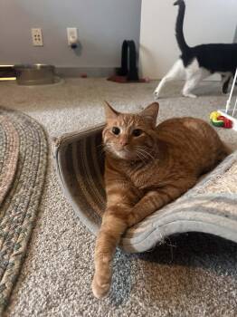Tabby and Domestic Short Hair Cats Available for Adoption - Bip | PetCurious