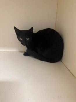 Quiche -  Domestic Short Hair Cat for Adoption in Bloomington, Indiana - Quiche | PetCurious