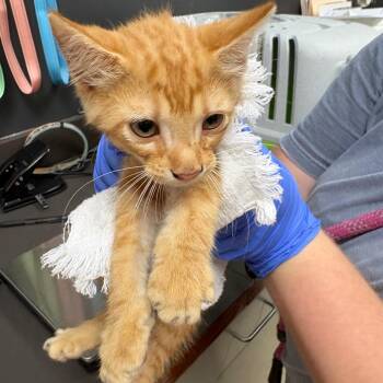 Gromble -  Domestic Short Hair Cat for Adoption in Columbus, Georgia - Gromble | PetCurious