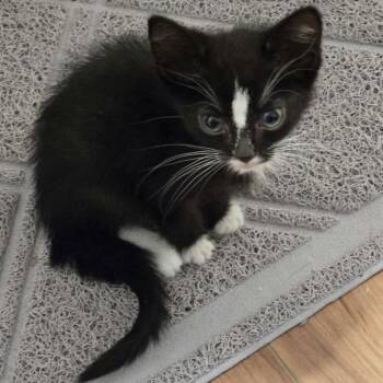 Dobbie - Tiny but Mighty -  Tuxedo Cat for Adoption in Hamilton, Ontario - Dobbie - Tiny But Mighty | PetCurious