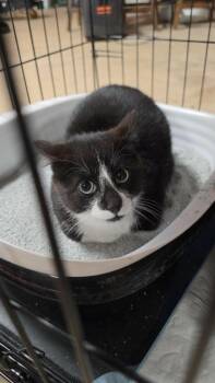 Domestic Short Hair Cats Available for Adoption - Ernie | PetCurious