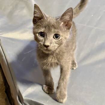 Rescue Russian Blue and Domestic Short Hair Cats for Adoption in Knoxville, Tennessee - Charlie | PetCurious
