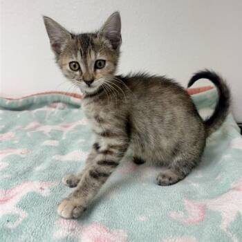 Mango -  Domestic Short Hair Cat for Adoption in Long Beach, California - Mango | PetCurious