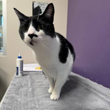 Bandit -  Domestic Short Hair Cat for Adoption in Englewood, Florida - Bandit | PetCurious