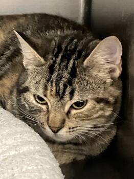 Domestic Short Hair Cats Available for Adoption - Nessie | PetCurious