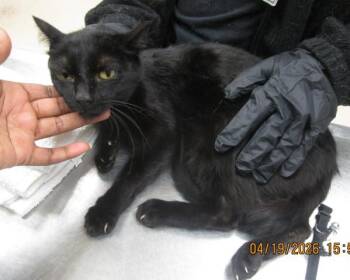 Domestic Medium Hair Cats Available for Adoption in Marietta, Georgia - Clara (clinic 2) | PetCurious