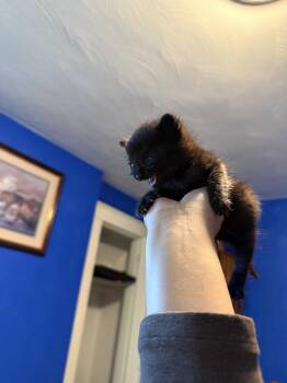 Domestic Medium Hair Cats Available for Adoption in Virginia Beach, Virginia - Quagmire | PetCurious