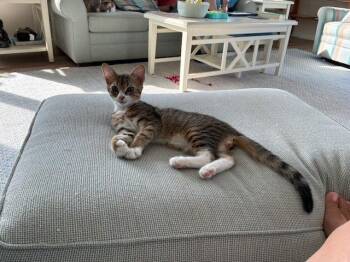 Bram -  Domestic Short Hair Cat for Adoption in Duxbury, Massachusetts - Bram | PetCurious
