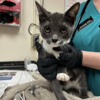 Stormy -  Domestic Short Hair Cat for Adoption in Lakeland, Florida - Stormy | PetCurious