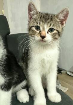 Rescue Domestic Short Hair Cats for Adoption in Hamilton, Ohio - Shai | PetCurious