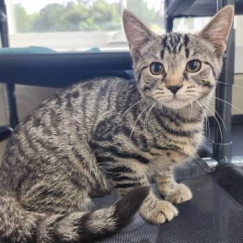 Little Frog -  Domestic Short Hair Cat for Adoption in Gloucester, Virginia - Little Frog | PetCurious