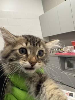EDDIE MEOWCURY -  Domestic Short Hair Cat for Adoption in Indianapolis, Indiana - EDDIE MEOWCURY | PetCurious