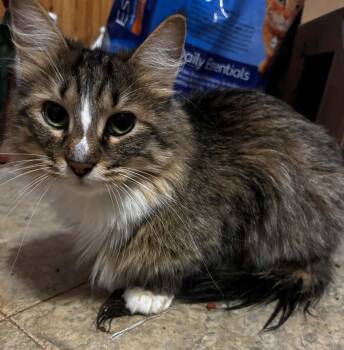 Kiko -  Domestic Long Hair Cat for Adoption in Okemah, Oklahoma - Kiko | PetCurious