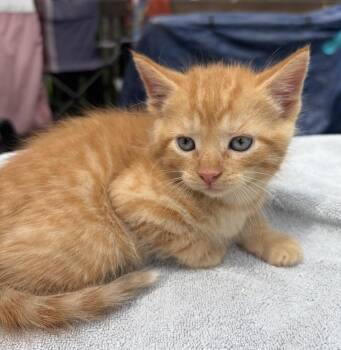 Waffles Ott -  Domestic Short Hair Cat for Adoption in Poplar Grove, Illinois - Waffles Ott | PetCurious