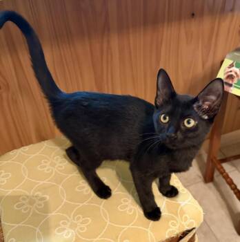 Spooky Jay -  Domestic Short Hair Cat for Adoption in Chandler, Arizona - Spooky Jay | PetCurious