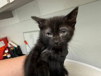 BRAVERY -  Domestic Short Hair Cat for Adoption in Antioch, California - BRAVERY | PetCurious